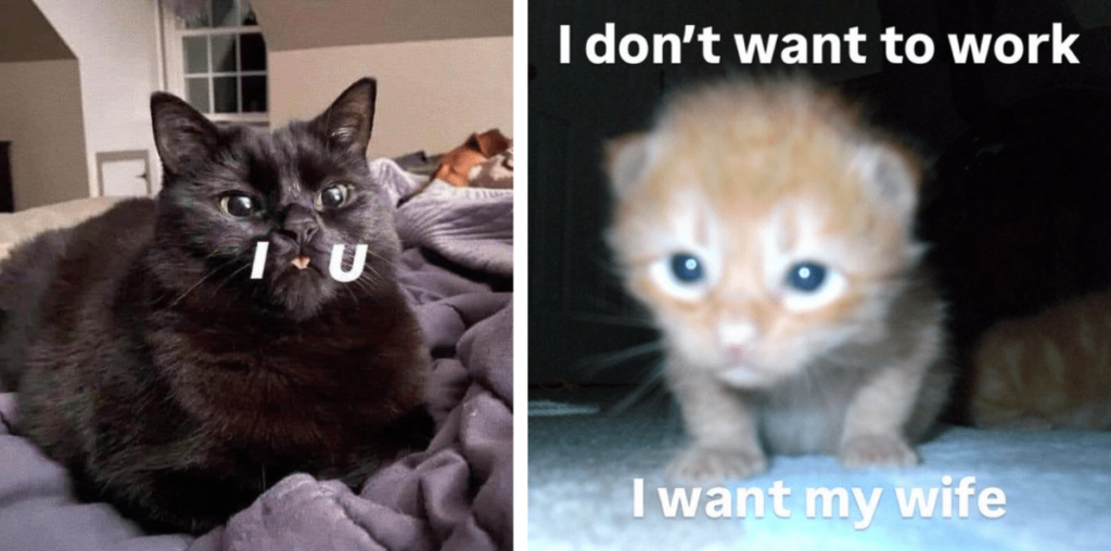 23 Meowing Monday Memes Making the Best They Cat Can as the Workweek Starts Pretty Pawsitively