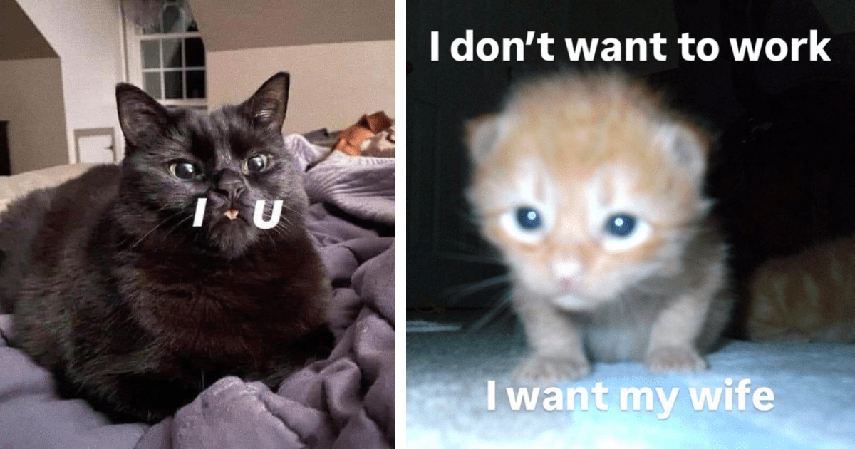 23 Meowing Monday Memes Making the Best They Cat Can as the Workweek Starts Pretty Pawsitively