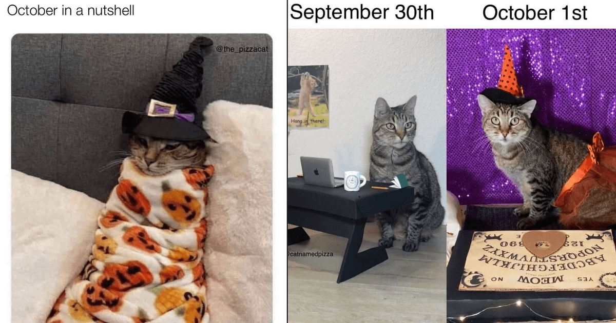 25 Cute Kittens Who Are the Purrfect Partners for Your Halloween Costume Pawrty