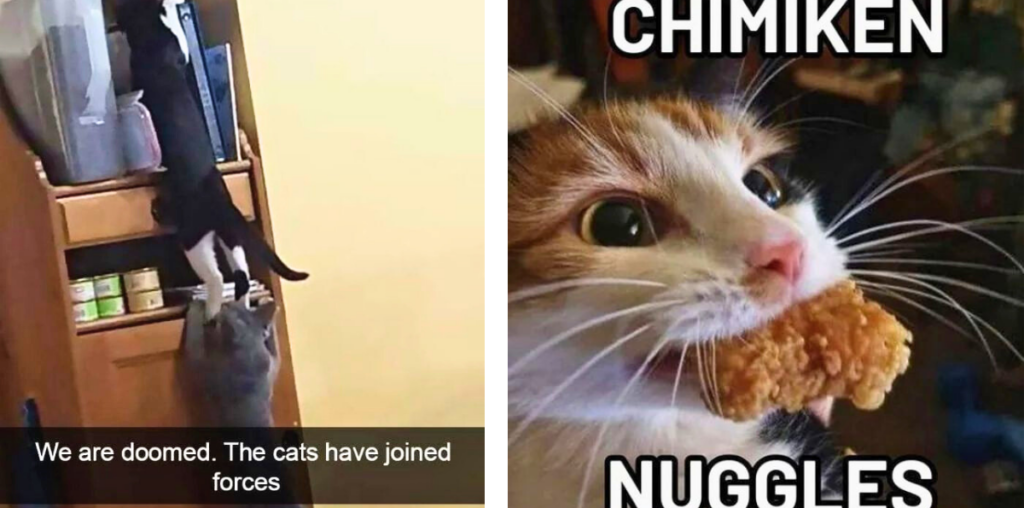 25 Memes My Cat Sent Me This Sunday to Remind Everyone Who's the Big Boss of This House