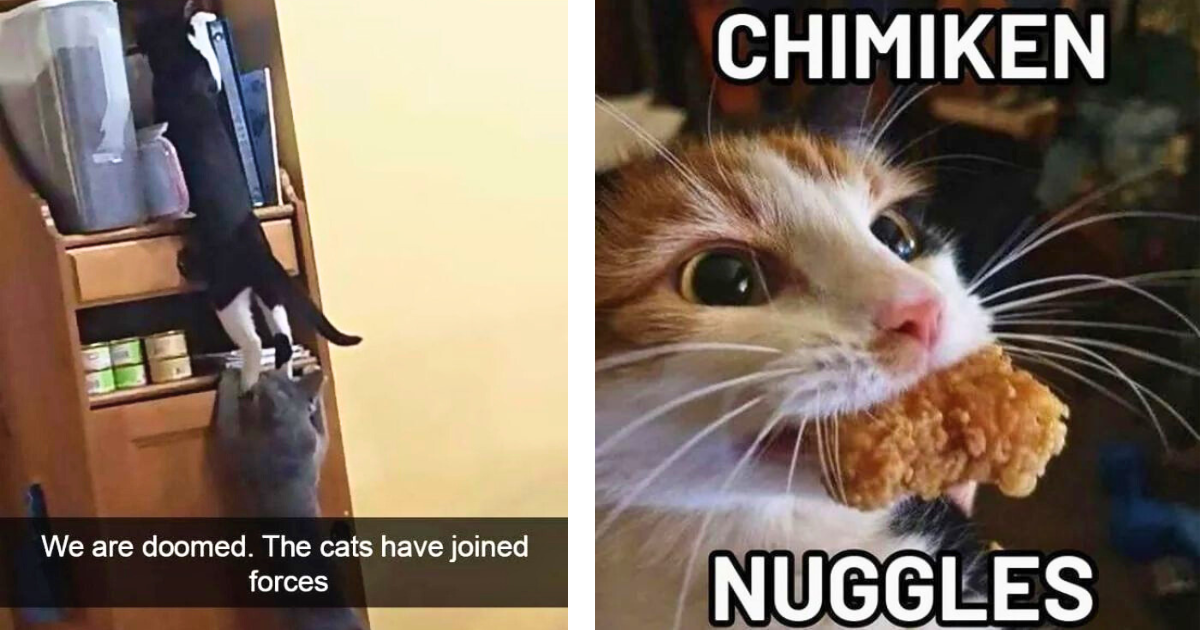 25 Memes My Cat Sent Me This Sunday to Remind Everyone Who’s the Big Boss of This House