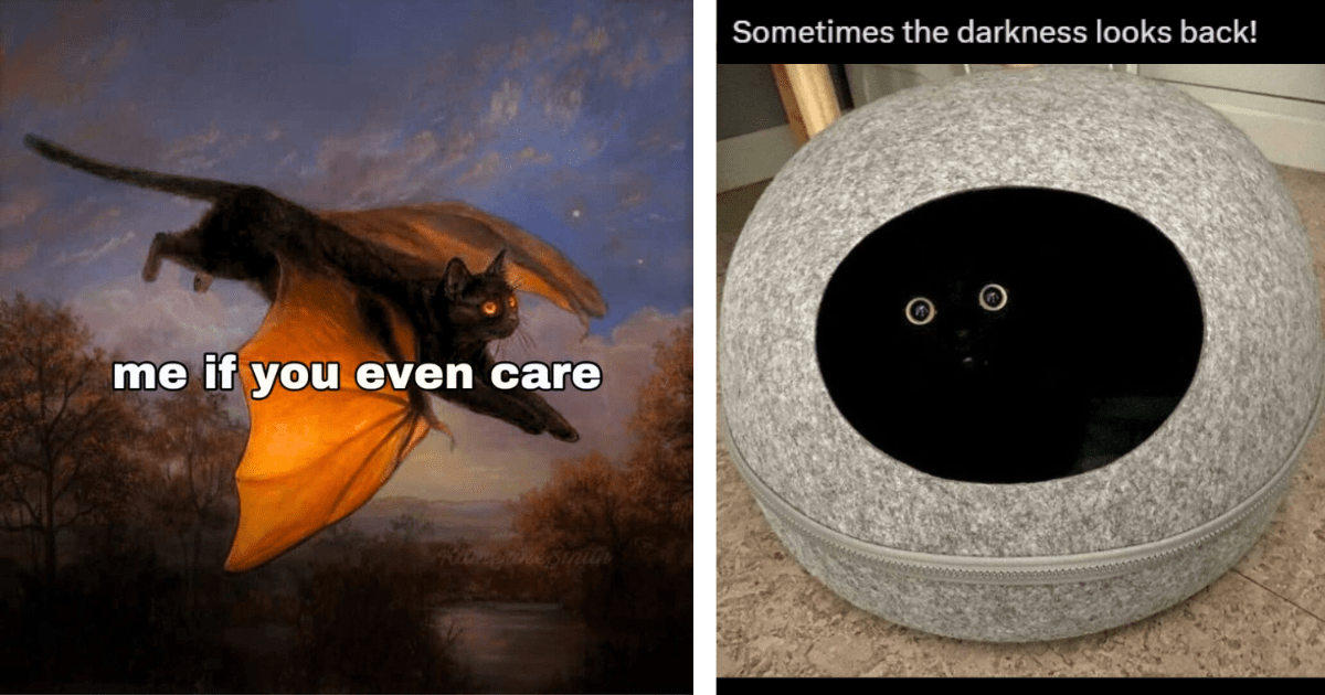 28 Spooktober Sorcerer Black Cat Memes Making Their Purreparations For Fluffy Feline Meowlloween