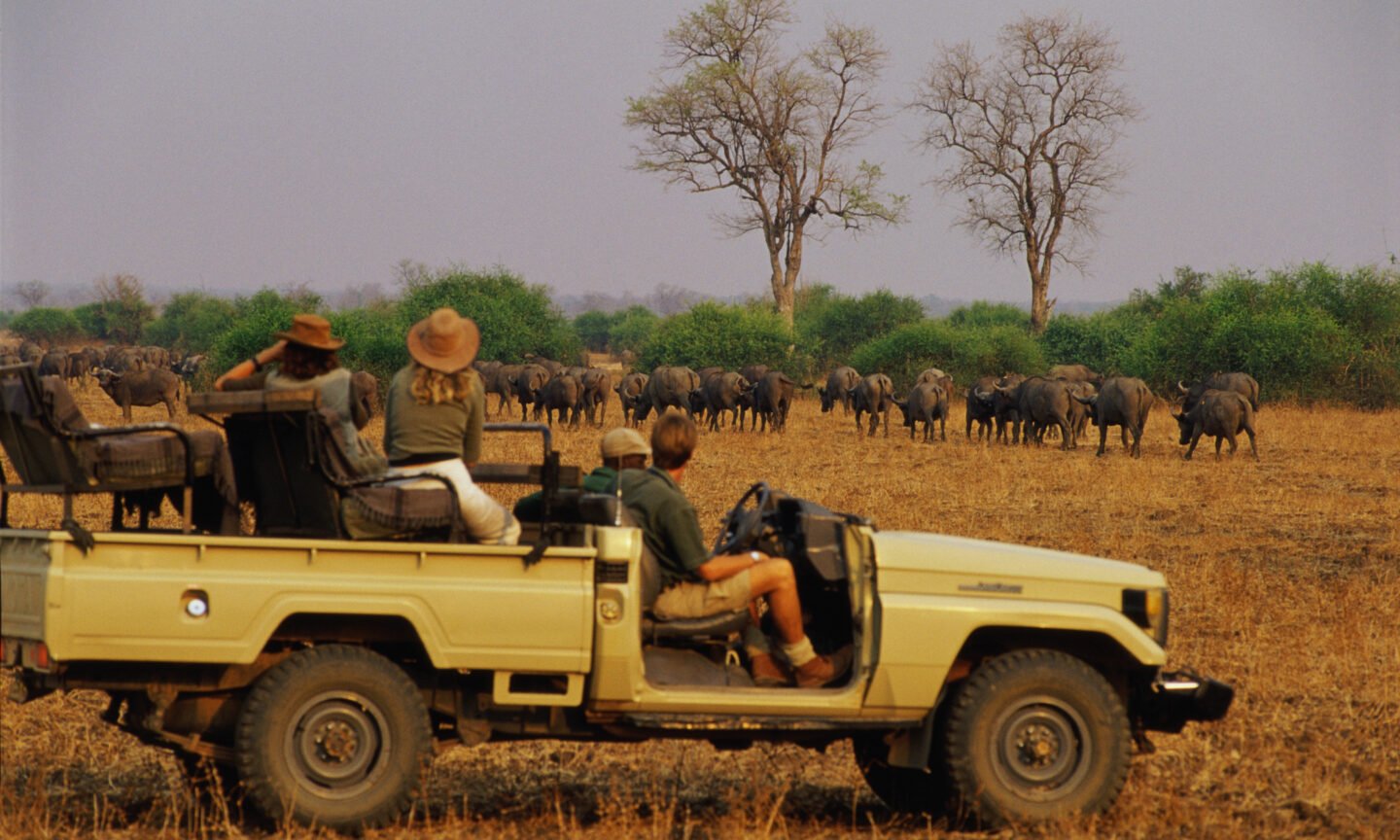 5 Tips for Your Safari Trip – NerdWallet