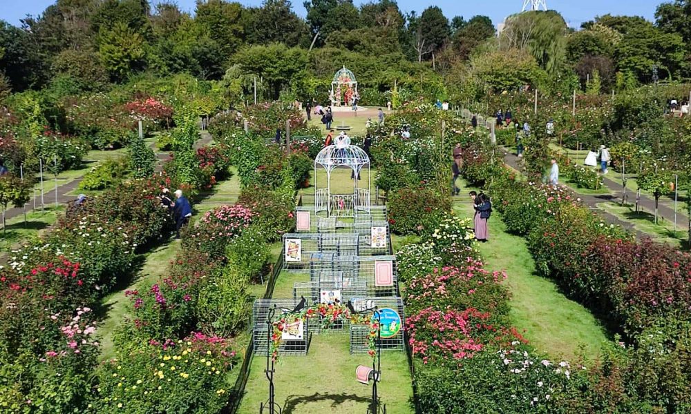 A Beautiful Rose Garden by Keisei Railway: Day Trip to 10,000 Roses