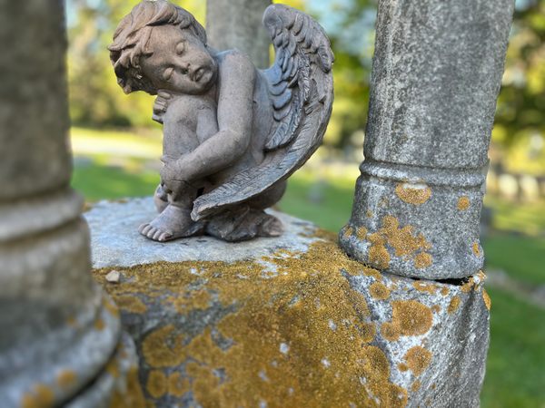 A Cemetery’s Immortal Residents and the Scientist Who Studies Them