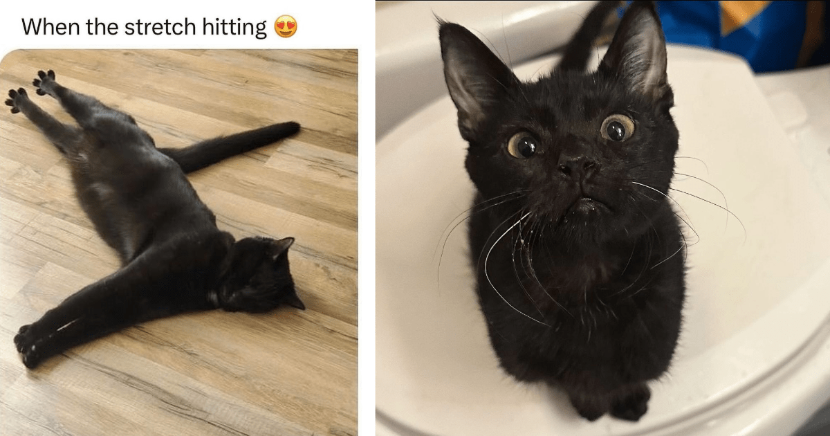 A Crate Full of 24 Cute Feline Funnies for Your Catruday Celebrations