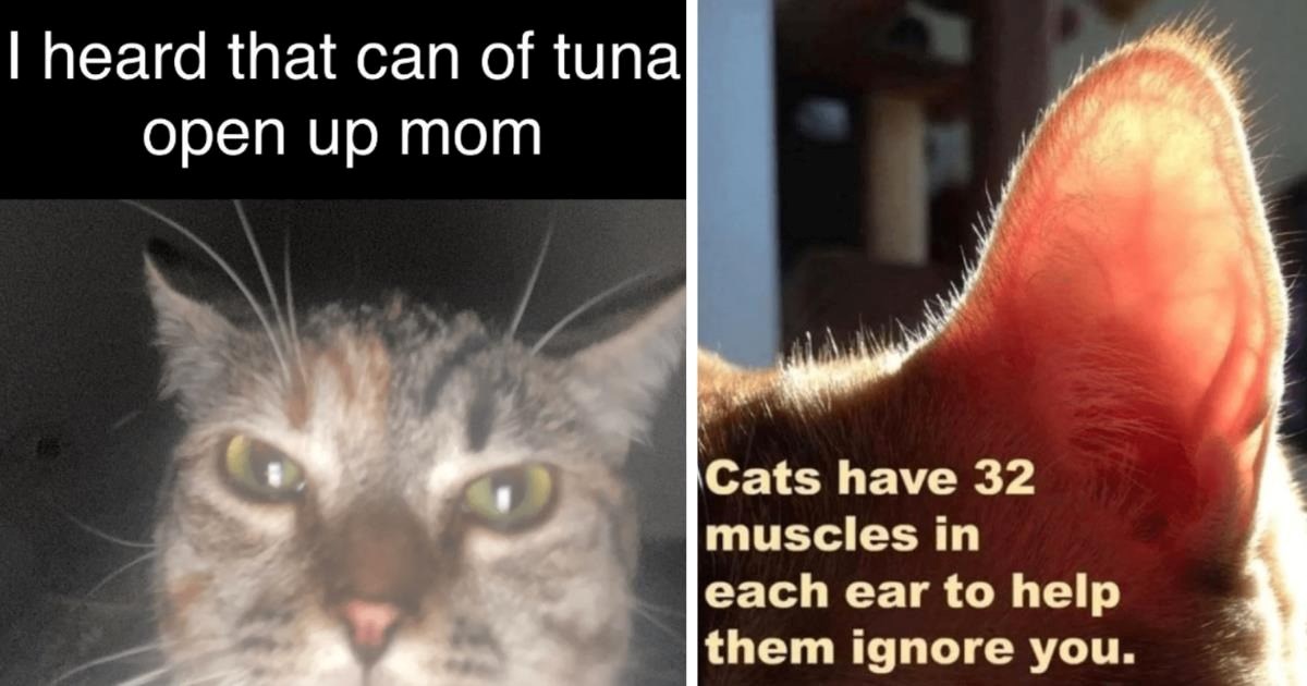 A Meow-thful of 28 Sassy Cat Memes To Remind Pawrents They’re Not the Ones in Charge (October 23, 2024)