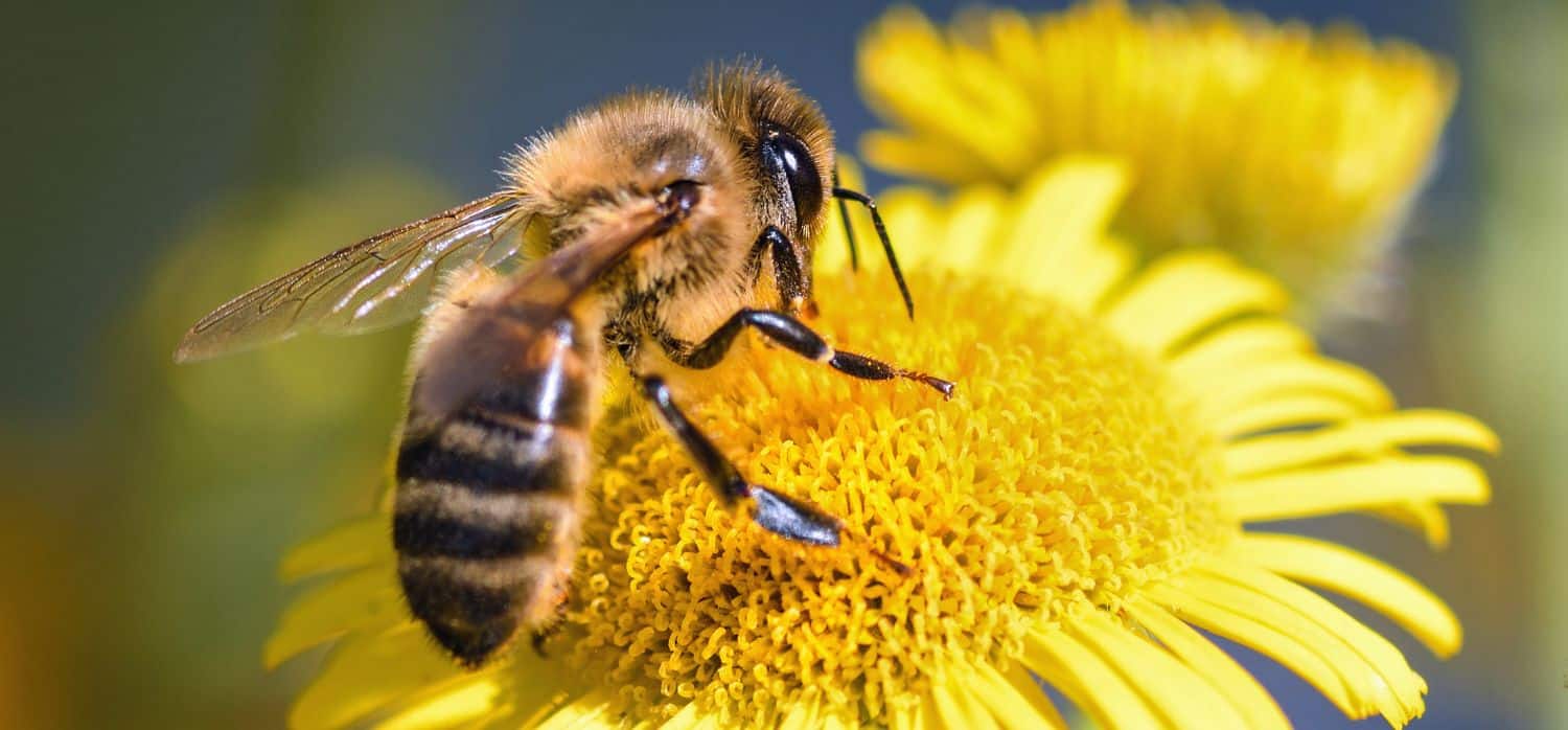 A world-first vaccine for honeybees – Springwise