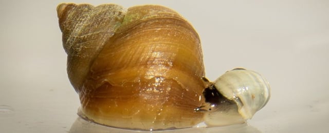 Amazing 30-Year Experiment on Sea Snails Shows Evolution Unfolding in Slow Motion