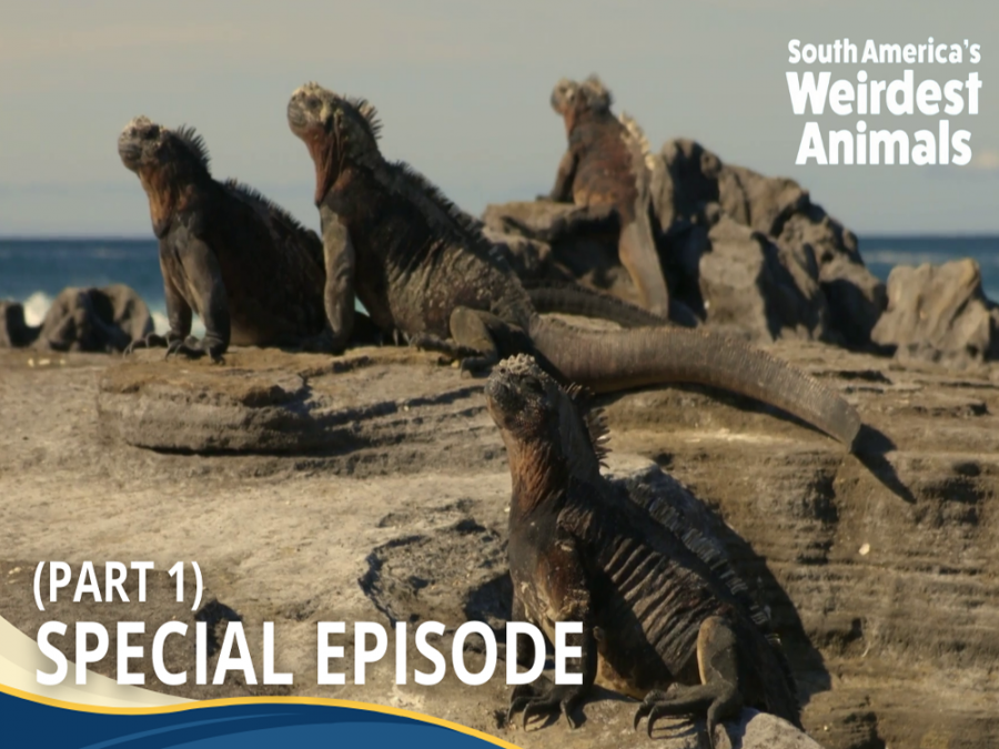 Amazing Earth: Discover the strangest animals of South America