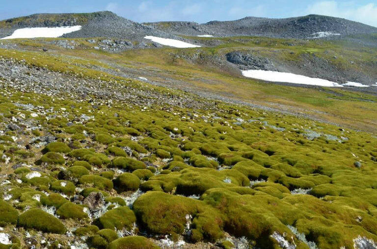 Áreas verdes da Antártida estão crescendo cada vez mais rápido