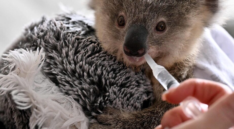 Australie | Les koalas menacés par la chlamydia et la circulation routière