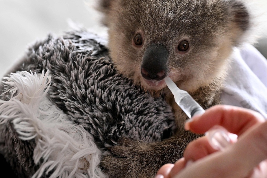 Australie | Les koalas menacés par la chlamydia et la circulation routière