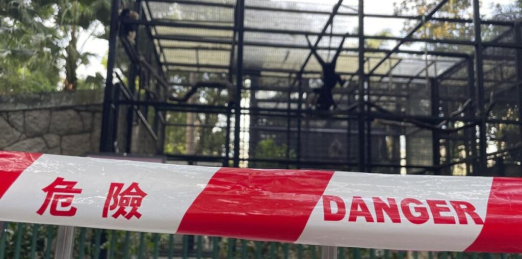 Bacterial infection killed HK zoo monkeys: officials