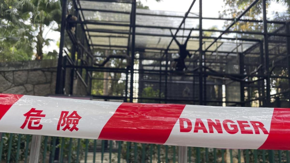 Bacterial infection killed HK zoo monkeys: officials