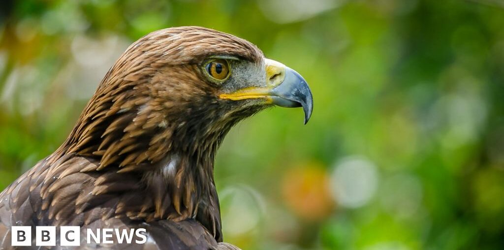 Birds of prey deaths blamed on shooting estate gamekeepers - RSPB