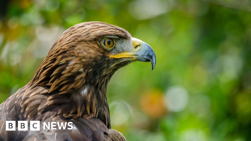 Birds of prey deaths blamed on shooting estate gamekeepers – RSPB