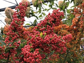 Brian Minter: Get to know shrubs, flowers that provide winter colour