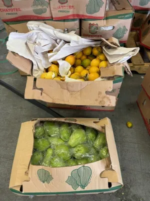 CBP seizes over 14K pounds of prohibited fruit