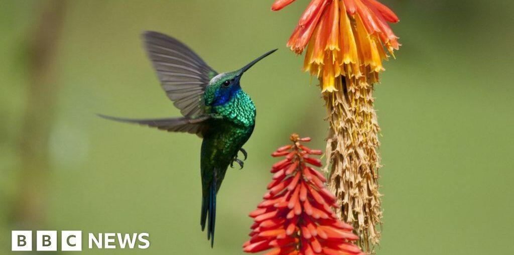 COP16: What is biodiversity and how are we protecting it?