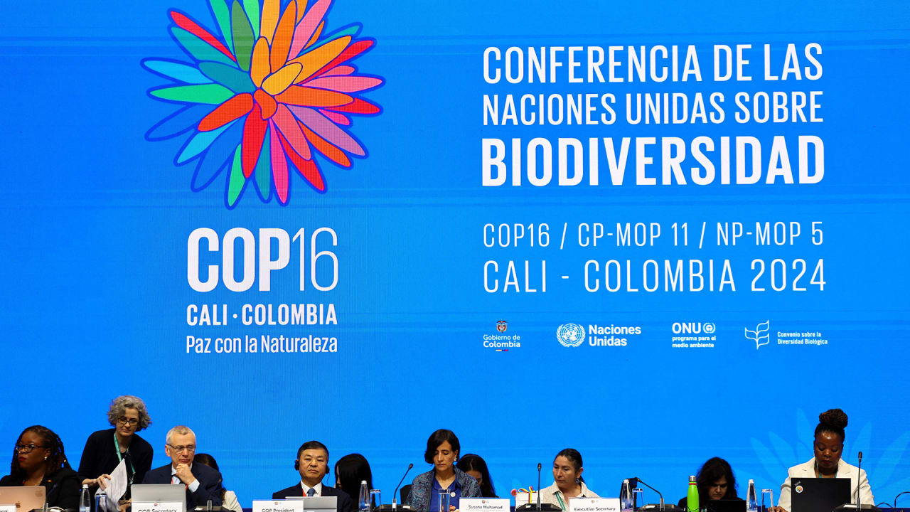 COP16 biodiversity summit reveals disappointing numbers for conservation funding