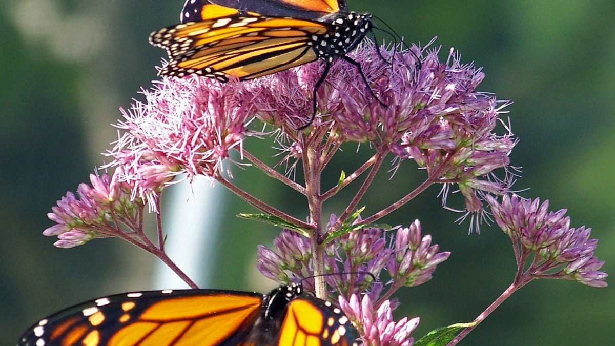 Can moving trees save the monarch butterflies in Mexico?