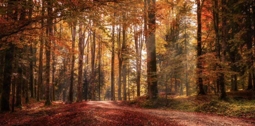 Capturing fall foliage