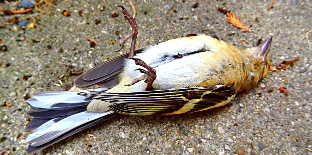 Dead Bird On Sidewalk Leads Man To Contemplate Own Inevitable Collision With Plate Glass