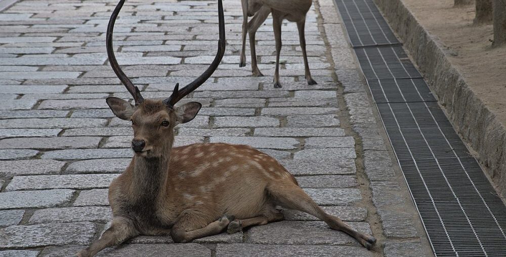 Deer Population Surge Raises Attack Concerns