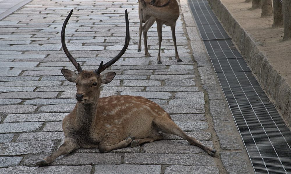 Deer Population Surge Raises Attack Concerns