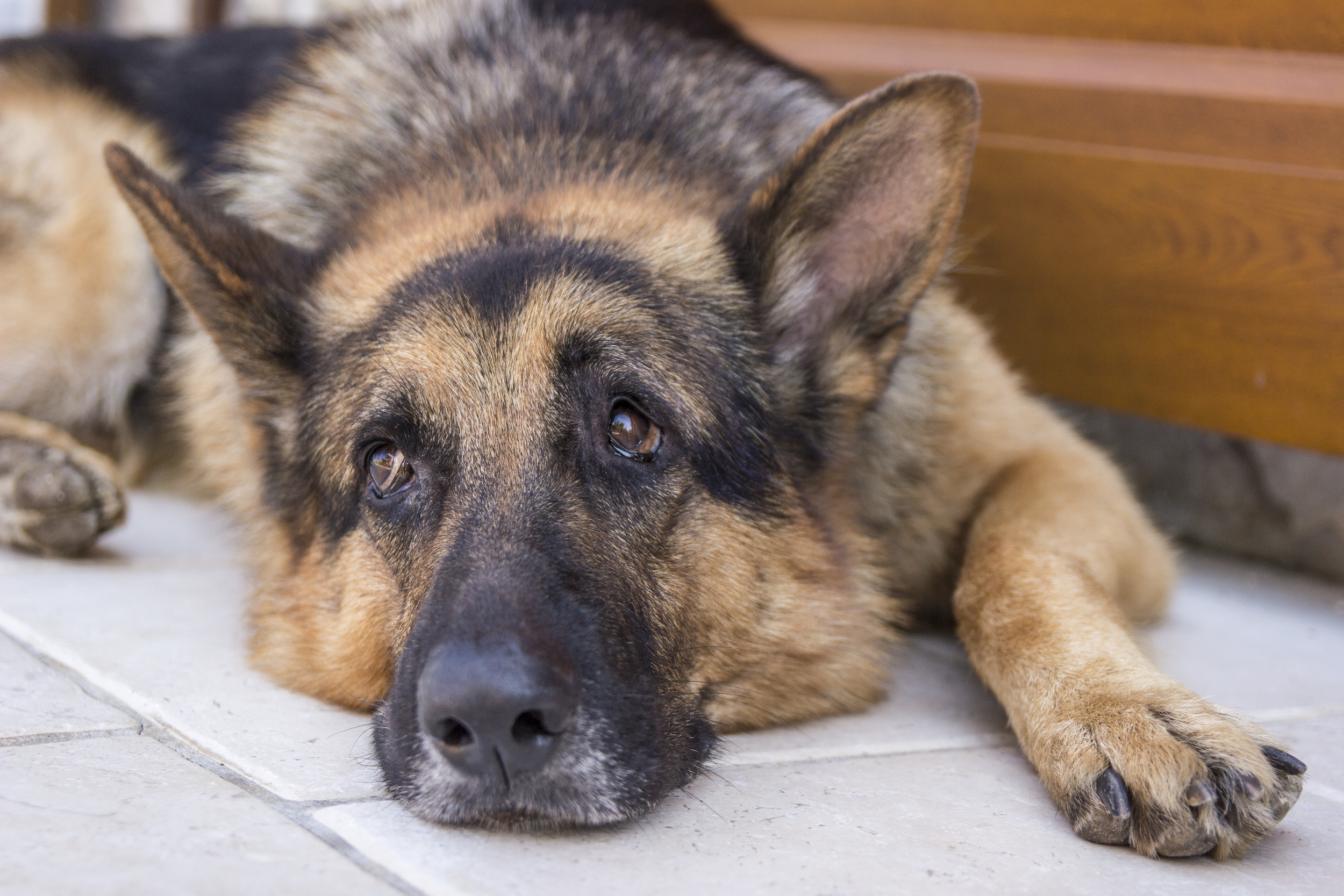 Delight at veteran K-9 dog’s “tactical” way to get belly rubs from mom