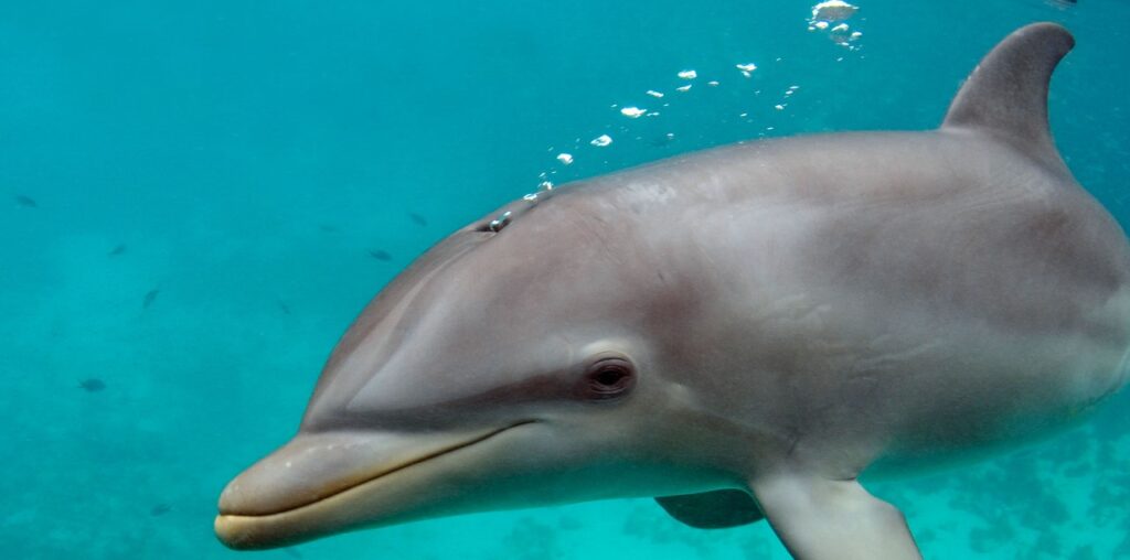 Dolphins Are Exhaling Microplastics