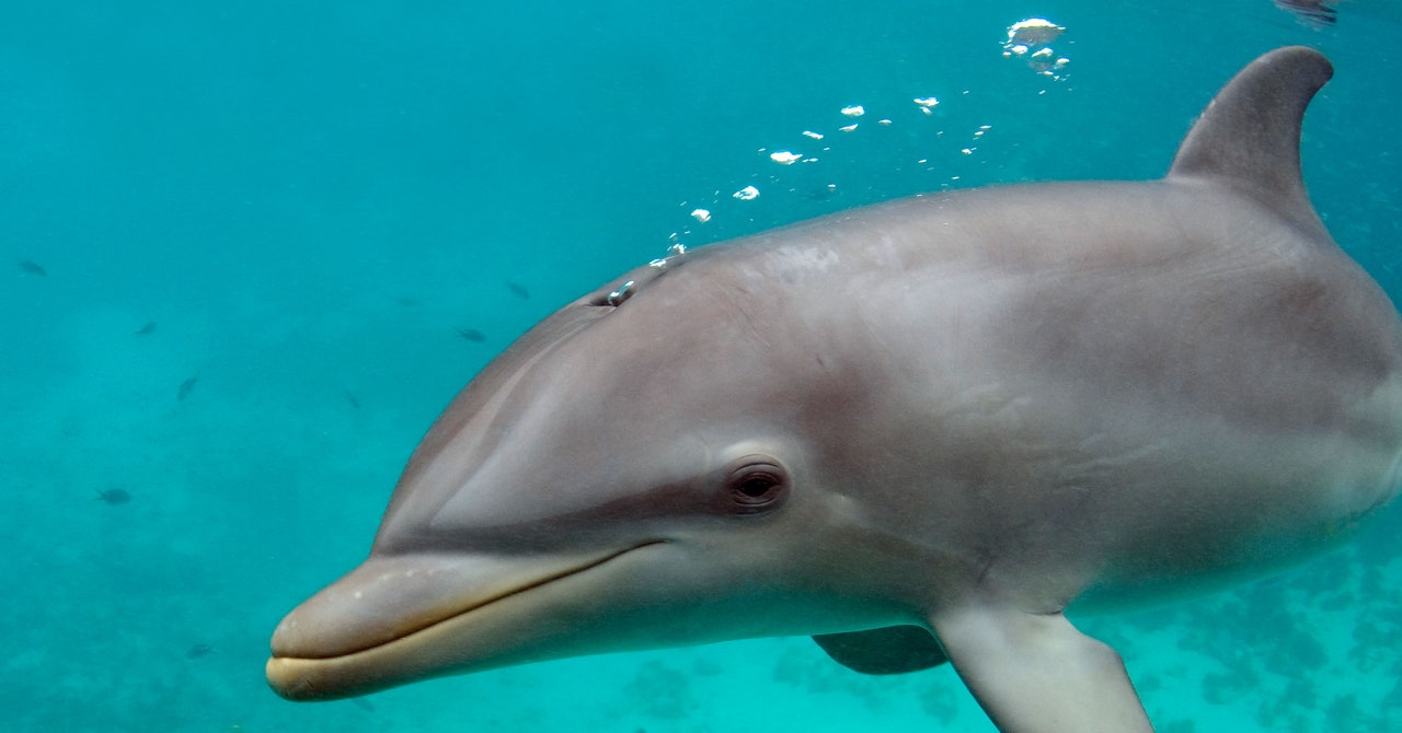 Dolphins Are Exhaling Microplastics