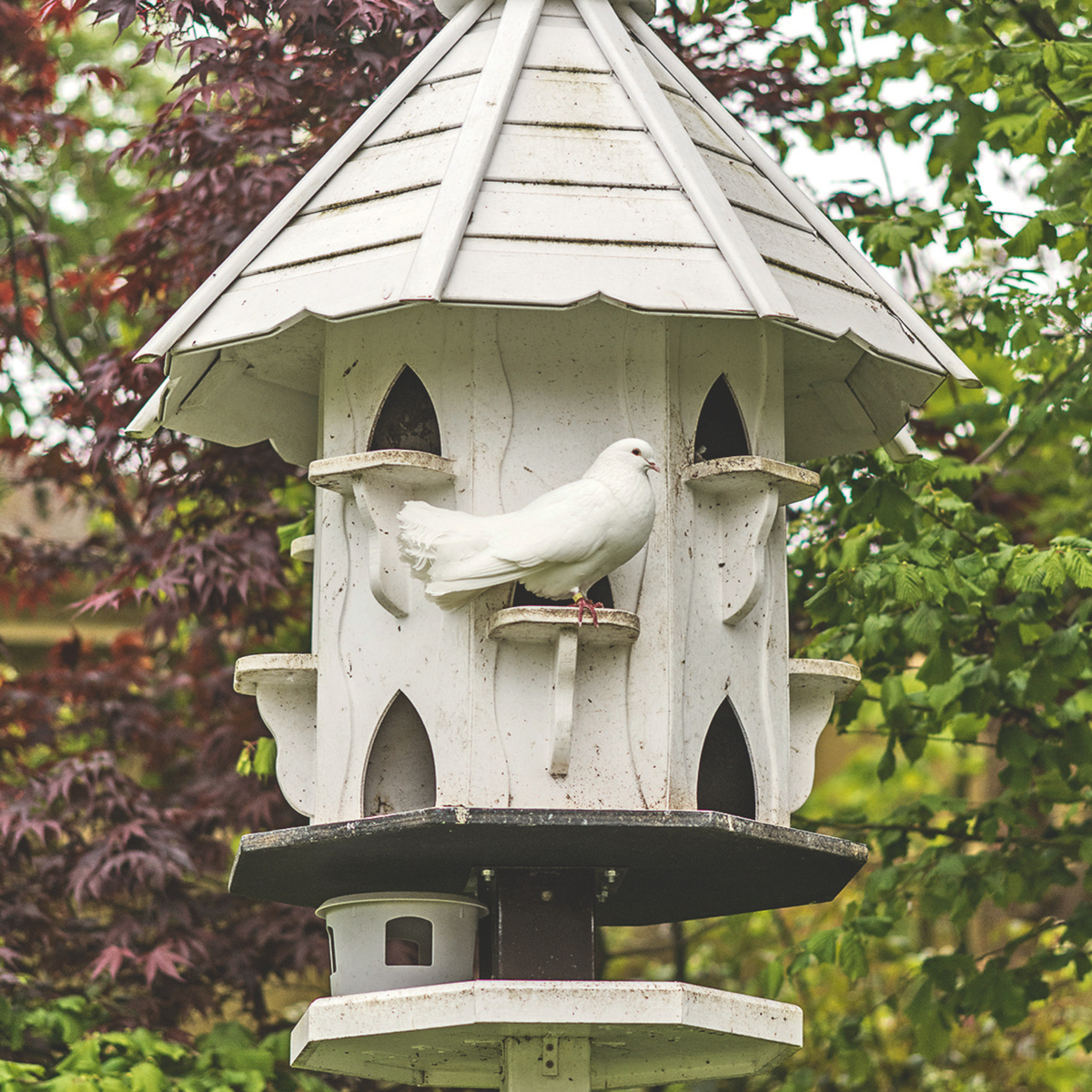 Experts recommend adding chilli powder to your bird feeder this winter – here’s why it’s an easy pest deterrent hack