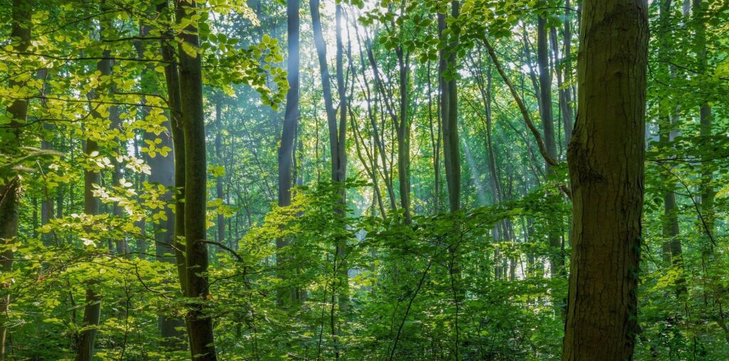 Five surprising ways that trees help prevent flooding