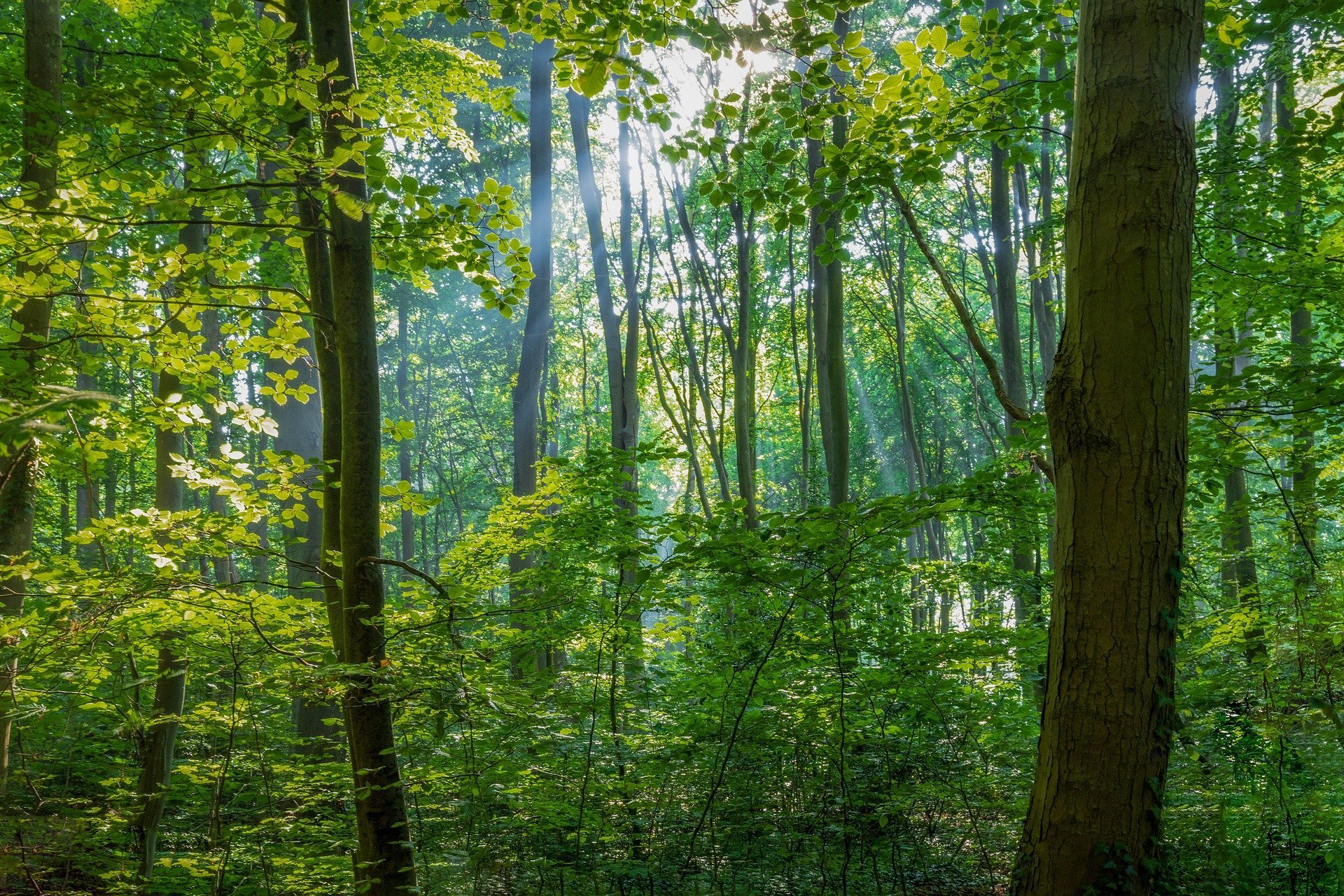 Five surprising ways that trees help prevent flooding