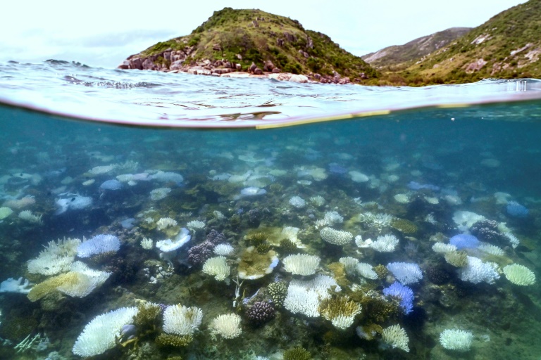 Global coral bleaching event biggest on record: US agency