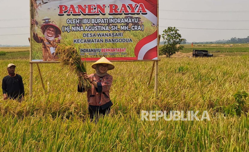 Panen raya padi di Desa Wanasari, Kecamatan Bangodua, Kabupaten Indramayu (Ilustrasi)