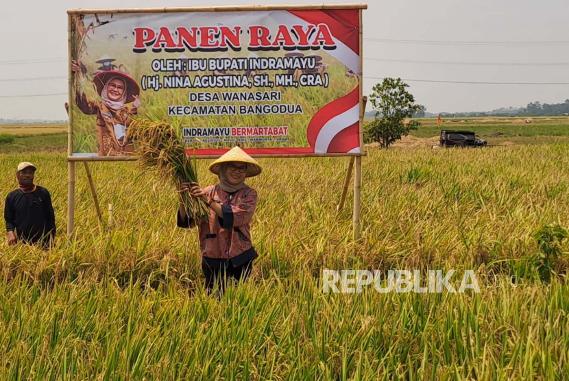 Harga Turun Akibat Panen Raya Tapi Petani Pilih Simpan Gabah, Ini Penyebabnya |Republika Online