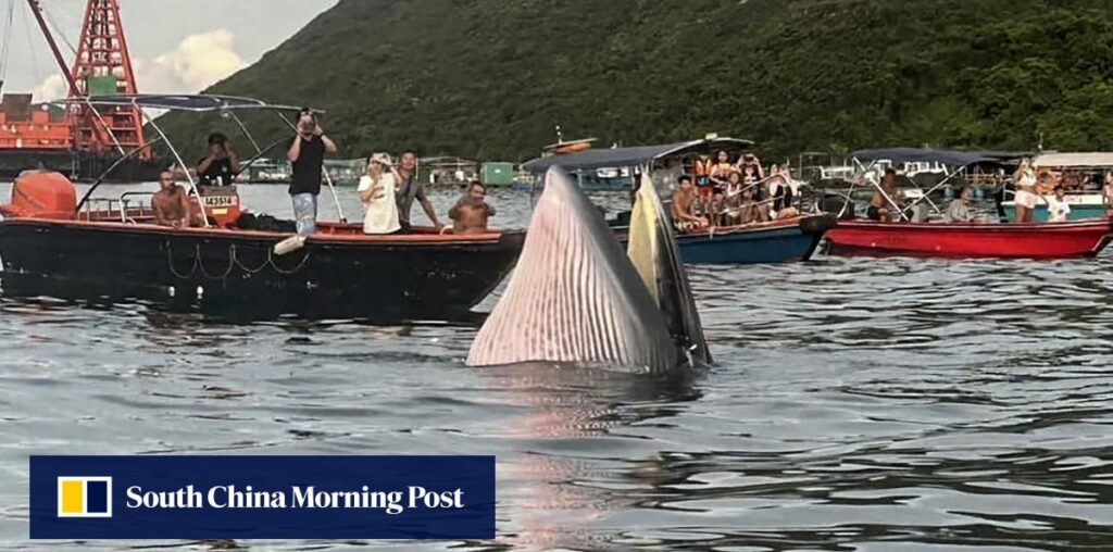 Hong Kong officials float sea restriction zones and ban on whale watching