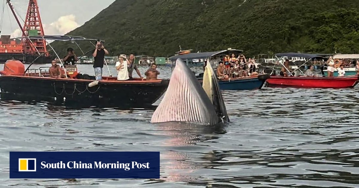 Hong Kong officials float sea restriction zones and ban on whale watching