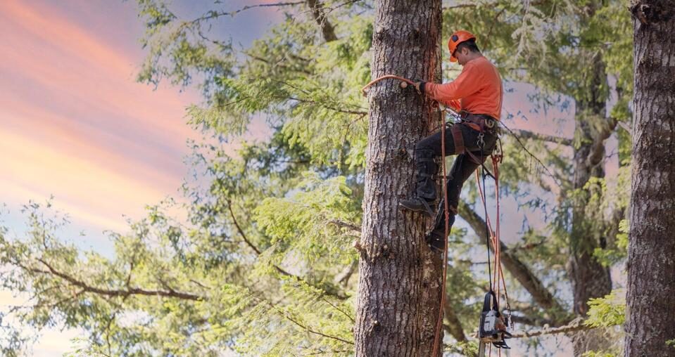 How To Become An Arborist: Job Outlook And Specializations