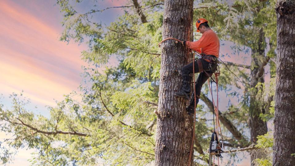 How To Become An Arborist: Job Outlook And Specializations