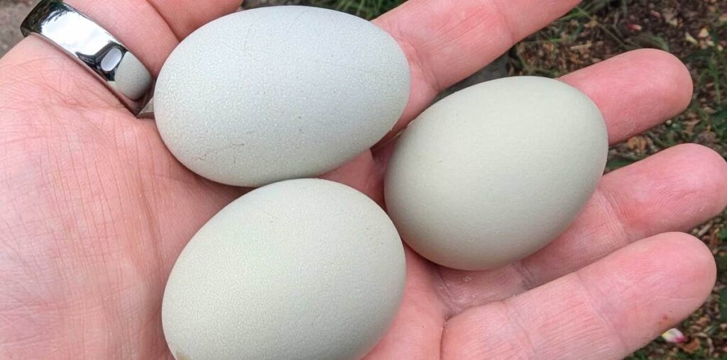 How to Care for Your Chickens When They Start Laying Eggs