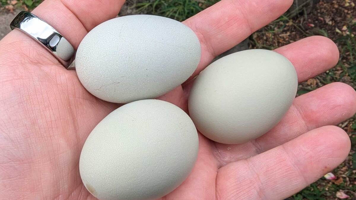 How to Care for Your Chickens When They Start Laying Eggs