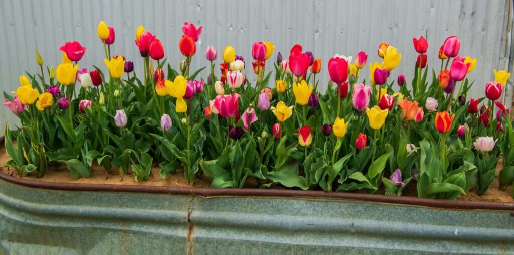 How to Fill Your Planters With Year-Round Blooms