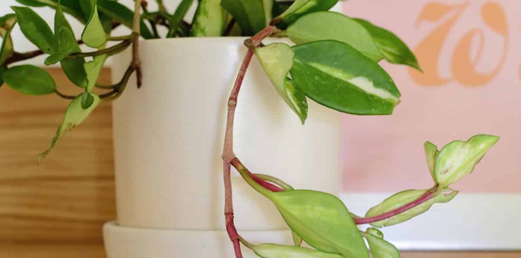 How to Grow and Care for Hoya Plants