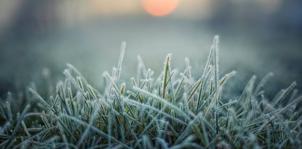 How to Prepare Your Yard for the First Frost