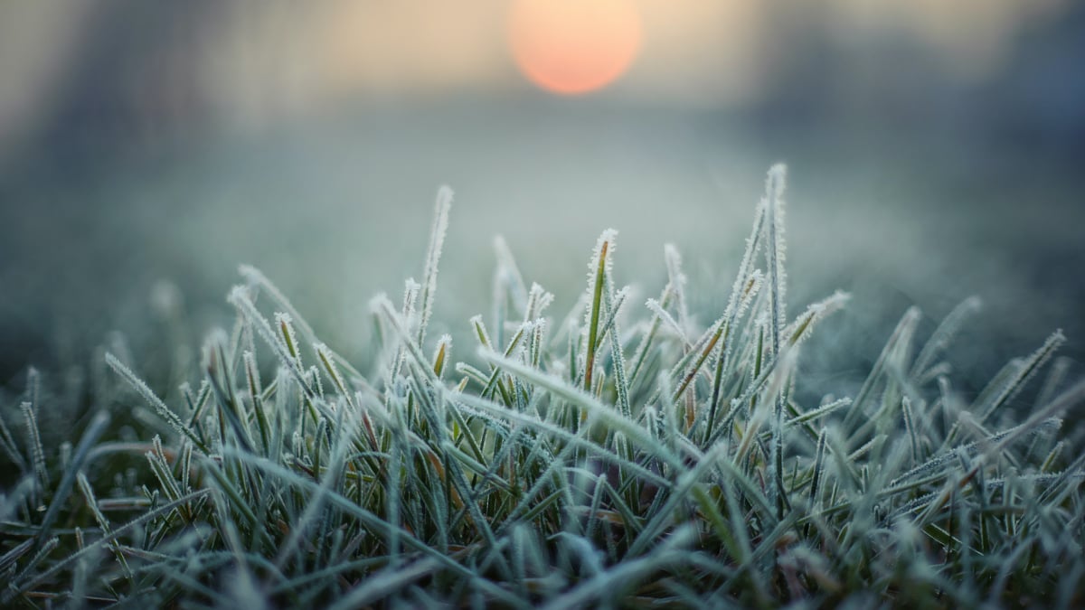 How to Prepare Your Yard for the First Frost