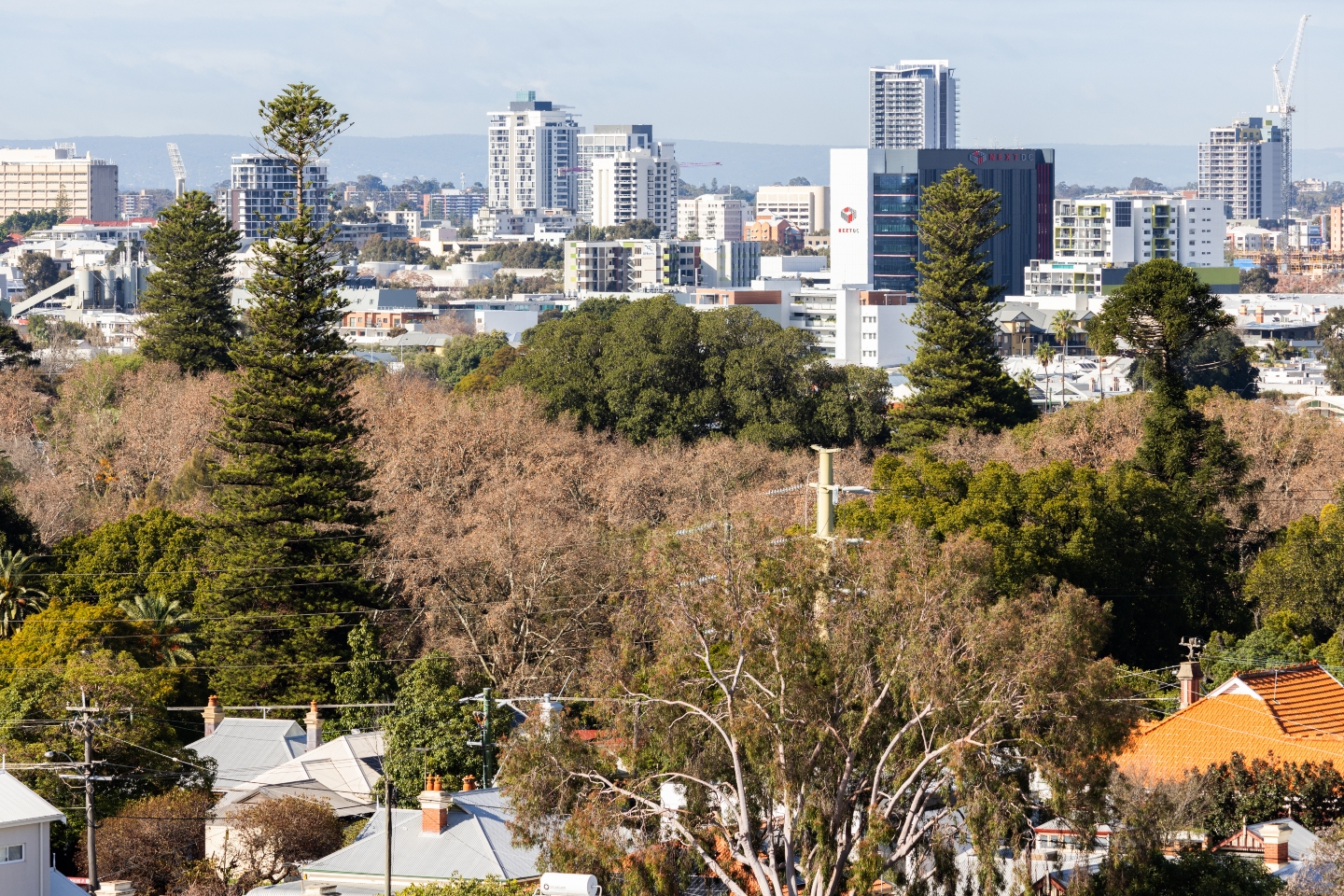 Infected tree removal at Hyde Park starts